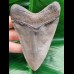 10,9 cm toller Zahn des Megalodon mit feiner Zahnung