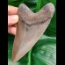 10,9 cm toller Zahn des Megalodon mit feiner Zahnung