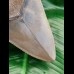 10,9 cm toller Zahn des Megalodon mit feiner Zahnung