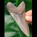 10,9 cm toller Zahn des Megalodn mit feiner Zahnung