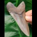 10,9 cm toller Zahn des Megalodon mit feiner Zahnung