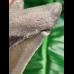 10,9 cm toller Zahn des Megalodon mit feiner Zahnung