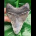 10,9 cm sharp perfect tooth of Megalodon with great bourlette