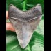 10,9 cm scharfer Zahn des Megalodon mit toller Bourlette