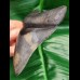 10,9 cm sharp perfect tooth of Megalodon with great bourlette