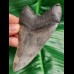 10,9 cm sharp perfect tooth of Megalodon with great bourlette