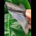 10,9 cm sharp perfect tooth of Megalodon with great bourlette