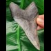 10,9 cm scharfer Zahn des Megalodon mit toller Bourlette