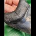 10,9 cm sharp perfect tooth of Megalodon with great bourlette