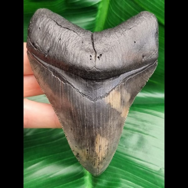 10,9 cm sharp perfect tooth of Megalodon with great bourlette
