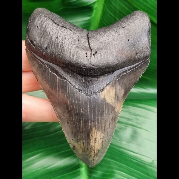 10,9 cm scharfer Zahn des Megalodon mit toller Bourlette