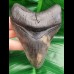10,9 cm sharp perfect tooth of Megalodon with great bourlette