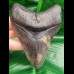 10,9 cm scharfer Zahn des Megalodon mit toller Bourlette