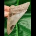 10,8 cm scharfer Zahn des Megalodon aus South Carolina