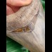 10,8 cm scharfer Zahn des Megalodon aus South Carolina
