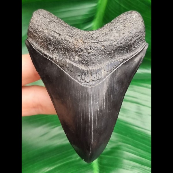 10,4 cm schöner schwarzer Zahn des Megalodon