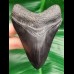 10,4 cm schöner schwarzer Zahn des Megalodon