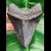 10,4 cm schöner schwarzer Zahn des Megalodon
