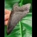 10,4 cm schöner schwarzer Zahn des Megalodon