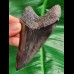 10,4 cm schöner schwarzer Zahn des Megalodon