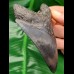 10,4 cm schöner schwarzer Zahn des Megalodon