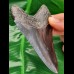 10,4 cm schöner schwarzer Zahn des Megalodon