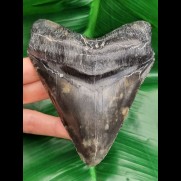 12,0 cm massive dark tooth of Megalodon
