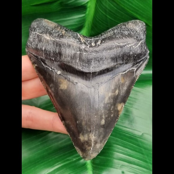 12,0 cm massiver, dunkler Zahn des Megalodon