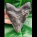 12,0 cm massiver, dunkler Zahn des Megalodon