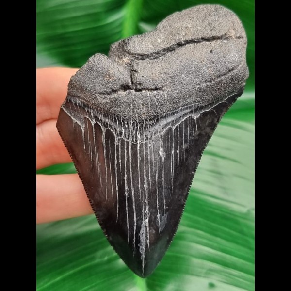 9.6 cm black tooth fragment of Megalodon