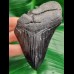9.6 cm black tooth fragment of Megalodon