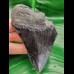9,6 cm schwarzes Zahnfragment des Megalodon