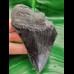 9.6 cm black tooth fragment of Megalodon
