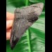 9.6 cm black tooth fragment of Megalodon