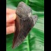 9.6 cm black tooth fragment of Megalodon