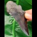 9.6 cm black tooth fragment of Megalodon