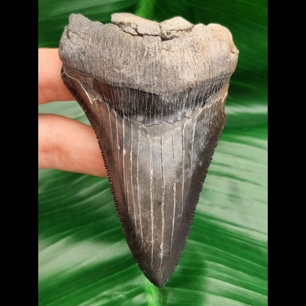 9,3 cm scharfer, spitzer Zahn des Megalodon