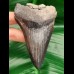 9,3 cm sharp spikey tooth of Megalodon