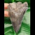 9,3 cm sharp spikey tooth of Megalodon