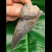 9,3 cm sharp spikey tooth of Megalodon