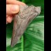 9,3 cm sharp spikey tooth of Megalodon
