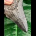 9,3 cm sharp spikey tooth of Megalodon