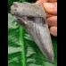 9,3 cm sharp spikey tooth of Megalodon