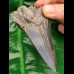 9,3 cm sharp spikey tooth of Megalodon