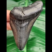 8,5 cm Zahnfagment des Megalodon 