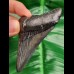 8,5 cm Zahnfagment des Megalodon 