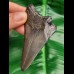 8,5 cm Zahnfagment des Megalodon 