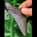 8,5 cm Zahnfagment des Megalodon 