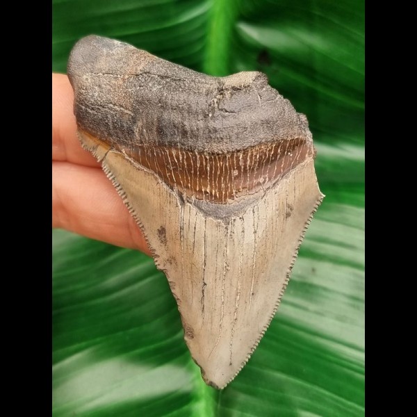 7.5 cm tooth fragment of Carcharocles Chubutensis