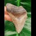 7.5 cm tooth fragment of Carcharocles Chubutensis